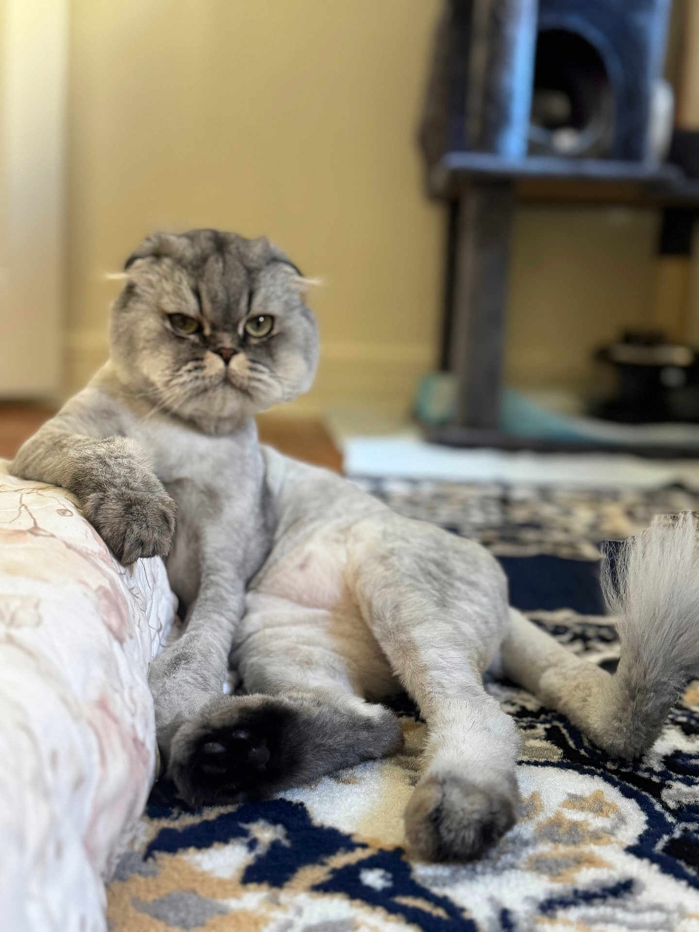 Smokey is registered to the contest to win money with this photo: cat, indoor, carpet, paw, gray_fur, relaxed, feline, animal, pet, home, floor, fur, cute, resting, mammal, whiskers, ears, tail, closeup, portrait