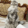 cat, fluffy, gray, standing, table, vintage_couch, ornate_furniture, looking_up, wide_eyes, indoor, domestic_animal, pet, fur, whiskers, tail, paper_towel, home, curious, animal_portrait, furniture