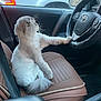 Smokey is registered to the contest to win money with this photo: cat, car_interior, steering_wheel, leather_seat, pet, fluffy, paw, window, vehicle, dashboard, side_mirror, seatbelt, door_panel, indoor, transportation, animal, feline, sitting, curious, domestic_animal