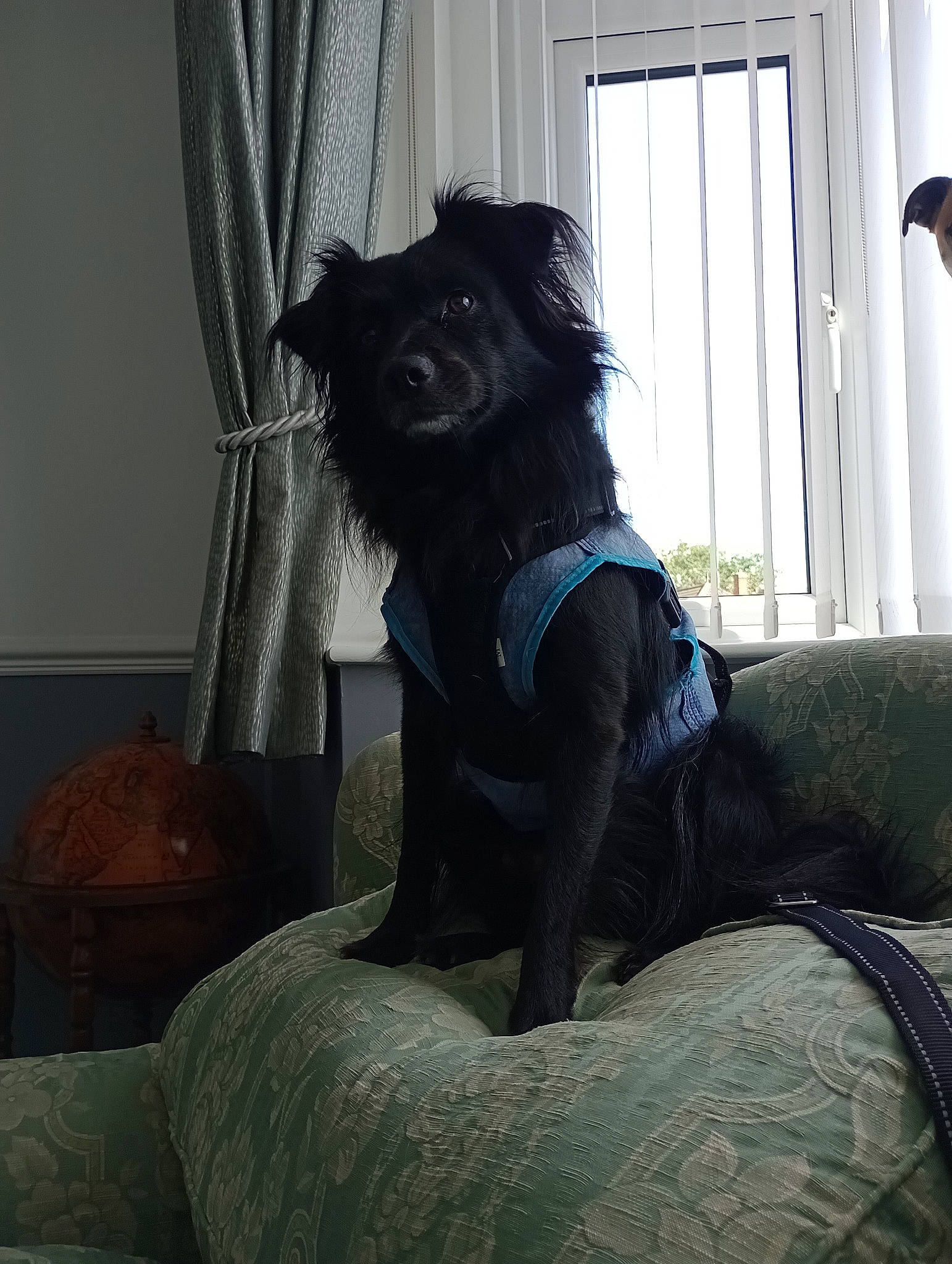 Chip joined the competition — help win amazing prizes! carnivore, comfort, companion_dog, curtain, dog, dog_breed, fur, grey, house, human_leg, room, snout, sporting_group, tail, tints_and_shades, toy_dog, whiskers, window, window_treatment, working_animal