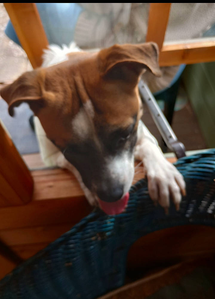 Milo is registered to the contest to win money with this photo: basenji, canidae, cardigan_welsh_corgi, carnivore, chair, comfort, companion_dog, couch, dog, dog_breed, fawn, flooring, hardwood, snout, sporting_group, terrier, whiskers, window, wood, working_animal