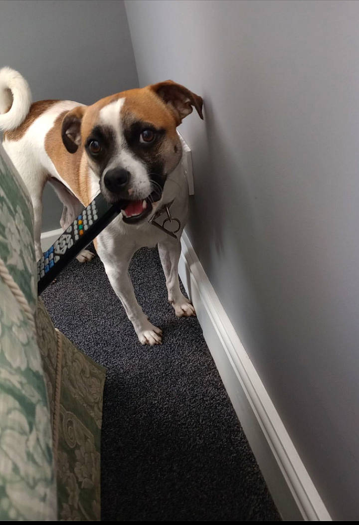 Milo joined the competition — help win amazing prizes! audio_equipment, canidae, carnivore, chair, collar, comfort, companion_dog, dog, dog_breed, dog_supply, fawn, flooring, grey, paw, pet_supply, snout, sporting_group, tail, toy_dog, whiskers