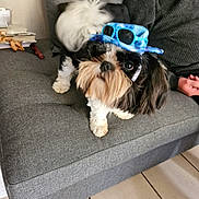 Oreo participe au concours pour gagner de l'argent avec cette photo : accessory, beard, black_and_white, couch, cute, dog, floor, fluffy, furniture, gray, hat, indoor, living_room, man, pet, relaxed, small_dog, sunglasses, sweater, tile
