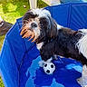 Oreo participe au concours pour gagner de l'argent avec cette photo : black_and_white, curious, dog, grass, jeans, kiddie_pool, outdoor, paw, person, pet, plastic_chair, playful, recreation, small_dog, soccer_ball, summer, sunlight, toy, water, wet_fur