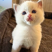 Percy is registered to the contest to win money with this photo: kitten, cat, white_fur, blue_eyes, pet, cute, fluffy, indoor, blanket, soft, animal, young, small, fur, whiskers, closeup, portrait, curious, domestic, baby