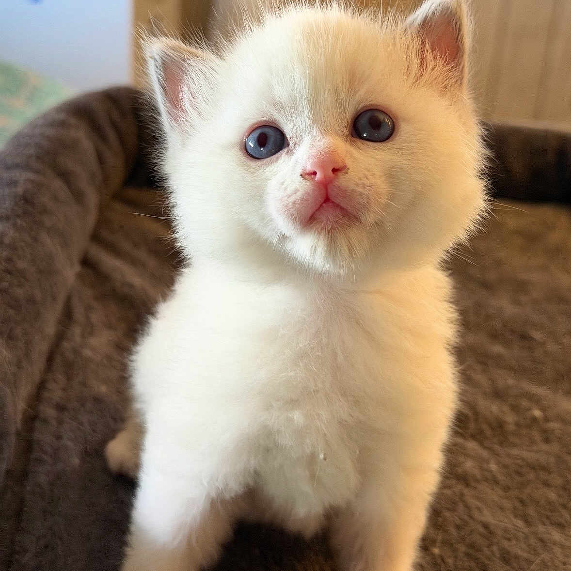 Percy is registered to the contest to win money with this photo: kitten, cat, white_fur, blue_eyes, pet, cute, fluffy, indoor, blanket, soft, animal, young, small, fur, whiskers, closeup, portrait, curious, domestic, baby