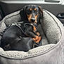 Freda is registered to the contest to win money with this photo: dog, dachshund, pet_bed, car_interior, window, rain, leash, black_and_tan, cozy, resting, animal, canine, fur, seat, harness, looking, indoors, cute, companion, relaxed