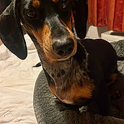 Freda joined the competition — help win amazing prizes! dog, dachshund, pet_bed, indoor, curious, black_and_tan, fur, blanket, cozy, bedroom, curtains, animal, mammal, companion, portrait, looking, cute, domestic, small_dog, resting