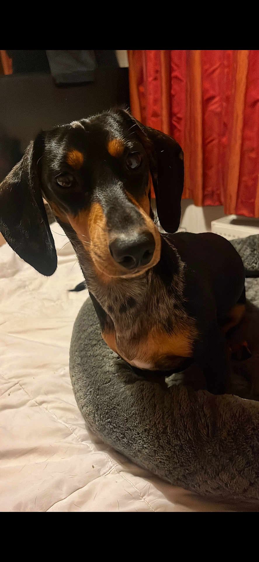 Freda