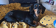 Freda is registered to the contest to win money with this photo: dog, dachshund, bed, blanket, polka_dot, black, tan, pet, indoor, furniture, mug, table, cozy, cute, animal, resting, looking, fur, ears, nose