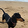 Freda is registered to the contest to win money with this photo: dog, dachshund, beach, sand, ocean, waves, leash, harness, pet, outdoor, animal, canine, side_view, walking, sea, coast, nature, daytime, curious, small_dog