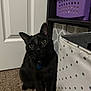 Ahsoka is registered to the contest to win money with this photo: black_cat, cat, indoor, curious, pet, collar, carpet, storage_bin, polka_dots, purple, door, feline, animal, whiskers, eyes, close_up, floor, home, domestic, cute