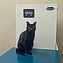 Ahsoka is registered to the contest to win money with this photo: black_cat, cat, animal, pet, indoor, blue_surface, machine, digital_display, beige_wall, sitting, looking, fur, whiskers, ears, eyes, calm, quiet, still, shadow, reflection