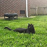 Ahsoka is registered to the contest to win money with this photo: black_cat, cat, grass, lawn, backyard, brick_wall, fire_pit, fence, outdoor, pet, animal, yellow_eyes, relaxed, daylight, nature, greenery, mammal, domestic_animal, quiet, sunlight