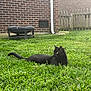 black_cat, cat, grass, lawn, backyard, brick_wall, fire_pit, fence, outdoor, pet, animal, yellow_eyes, relaxed, daylight, nature, greenery, mammal, domestic_animal, quiet, sunlight