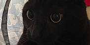 Ahsoka joined the competition — help win amazing prizes! cat, black_cat, close_up, animal, pet, indoor, curious, eyes, fur, whiskers, face, tunnel, fabric, shadow, soft_light, texture, cute, mammal, domestic_animal, portrait