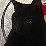 cat, black_cat, close_up, animal, pet, indoor, curious, eyes, fur, whiskers, face, tunnel, fabric, shadow, soft_light, texture, cute, mammal, domestic_animal, portrait
