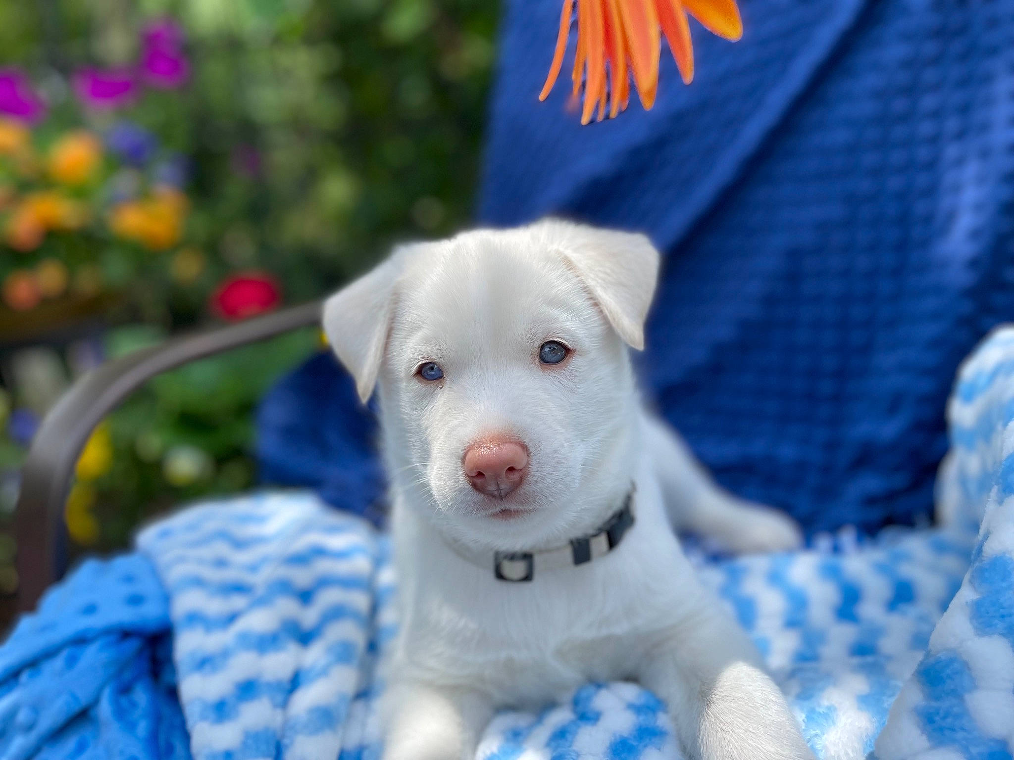 Polar joined the competition — help win amazing prizes! blue, canidae, carnivore, collar, companion_dog, dog, dog_breed, dog_supply, electric_blue, eye, fawn, flowerpot, grass, pattern, plant, snout, sporting_group, terrestrial_animal, whiskers, working_animal