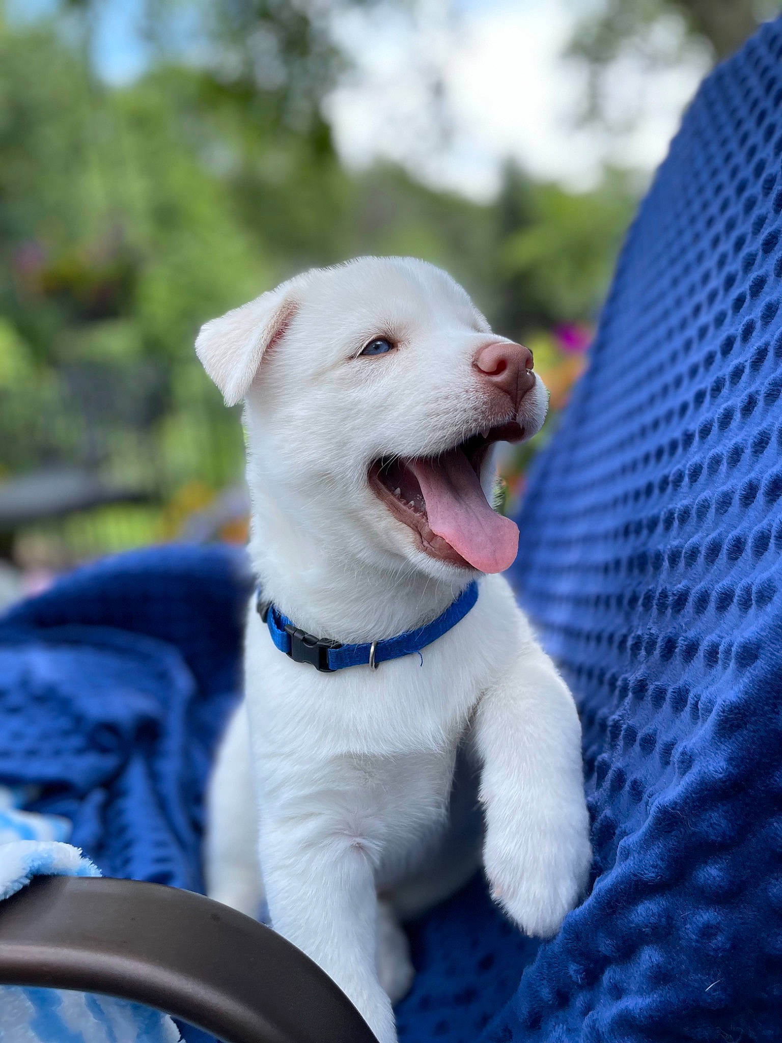 Rover is registered to the contest to win money with this photo: carnivore, collar, companion_dog, dog, dog_breed, dog_collar, dog_supply, electric_blue, fang, fashion_accessory, fawn, grass, leash, mesh, pet_supply, snout, sporting_group, tail, whiskers, working_animal