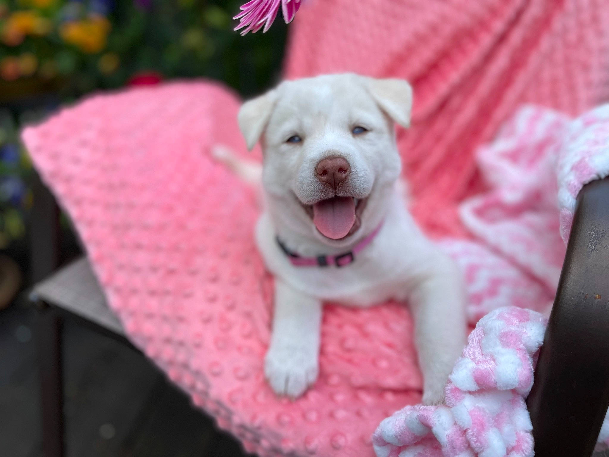 Icicle is registered to the contest to win money with this photo: canidae, carnivore, collar, companion_dog, dog, dog_breed, dog_clothes, dog_collar, dog_supply, fashion_accessory, fawn, fur, magenta, pet_supply, pink, snout, sporting_group, tail, toy_dog, working_animal