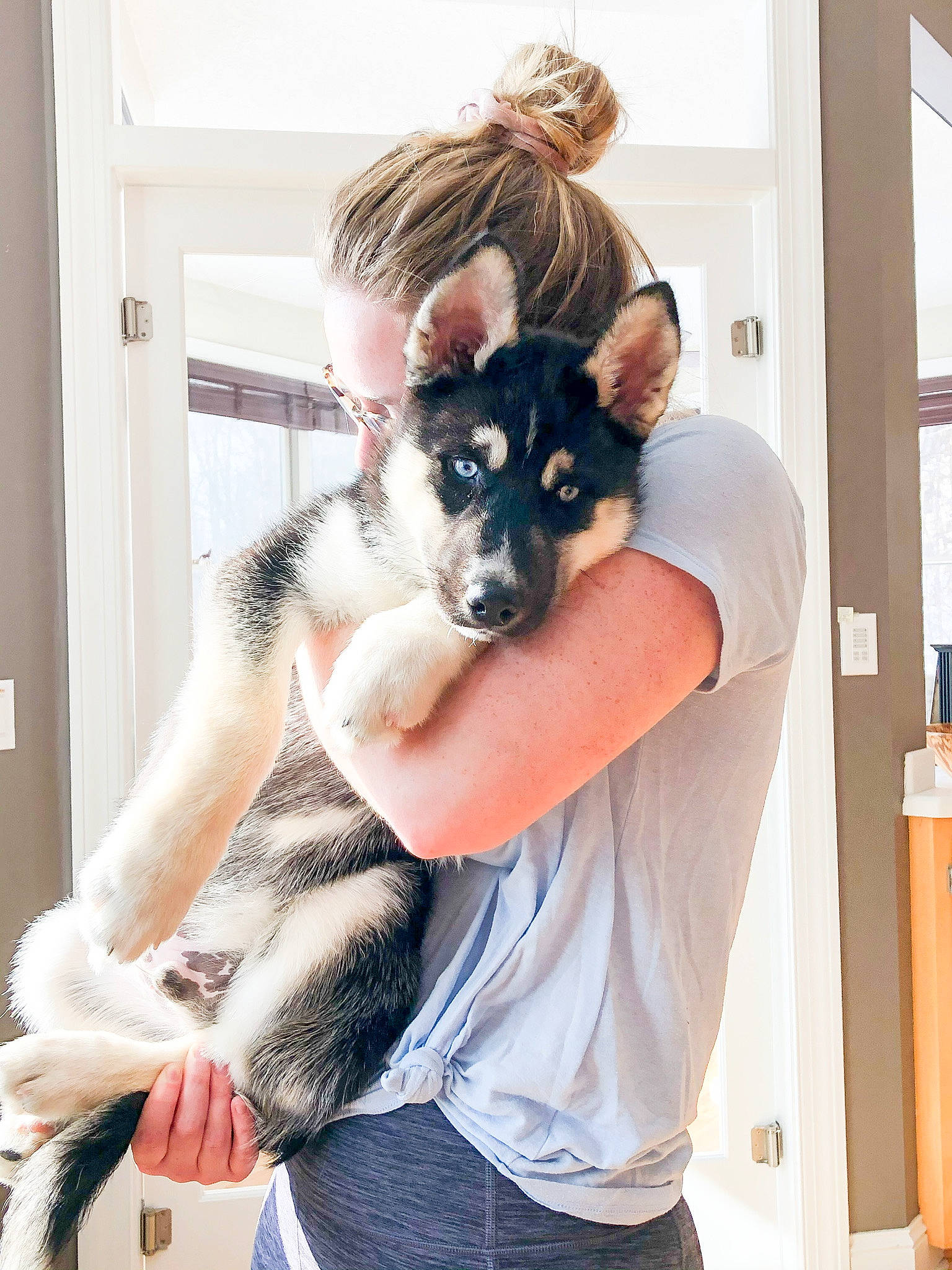 Maverick is registered to the contest to win money with this photo: canidae, carnivore, chihuahua, comfort, companion_dog, dog, dog_breed, ear, fawn, fur, gesture, non_sporting_group, pattern, shorts, sitting, sporting_group, t_shirt, toy_dog, window, working_animal