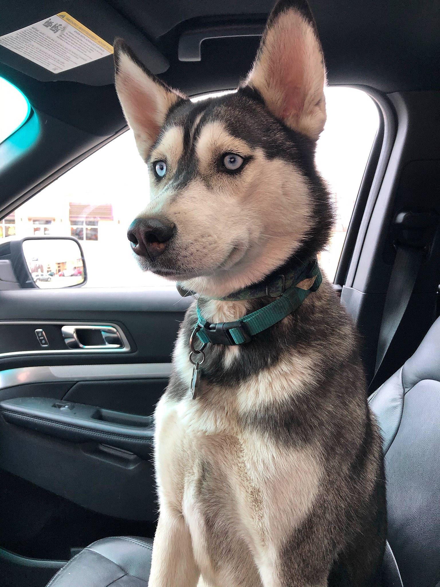 Moka joined the competition — help win amazing prizes! auto_part, automotive_exterior, automotive_lighting, automotive_mirror, car, carnivore, collar, companion_dog, dog, dog_breed, dog_collar, fawn, hood, motor_vehicle, personal_luxury_car, steering_wheel, vehicle, vehicle_door, whiskers, working_animal