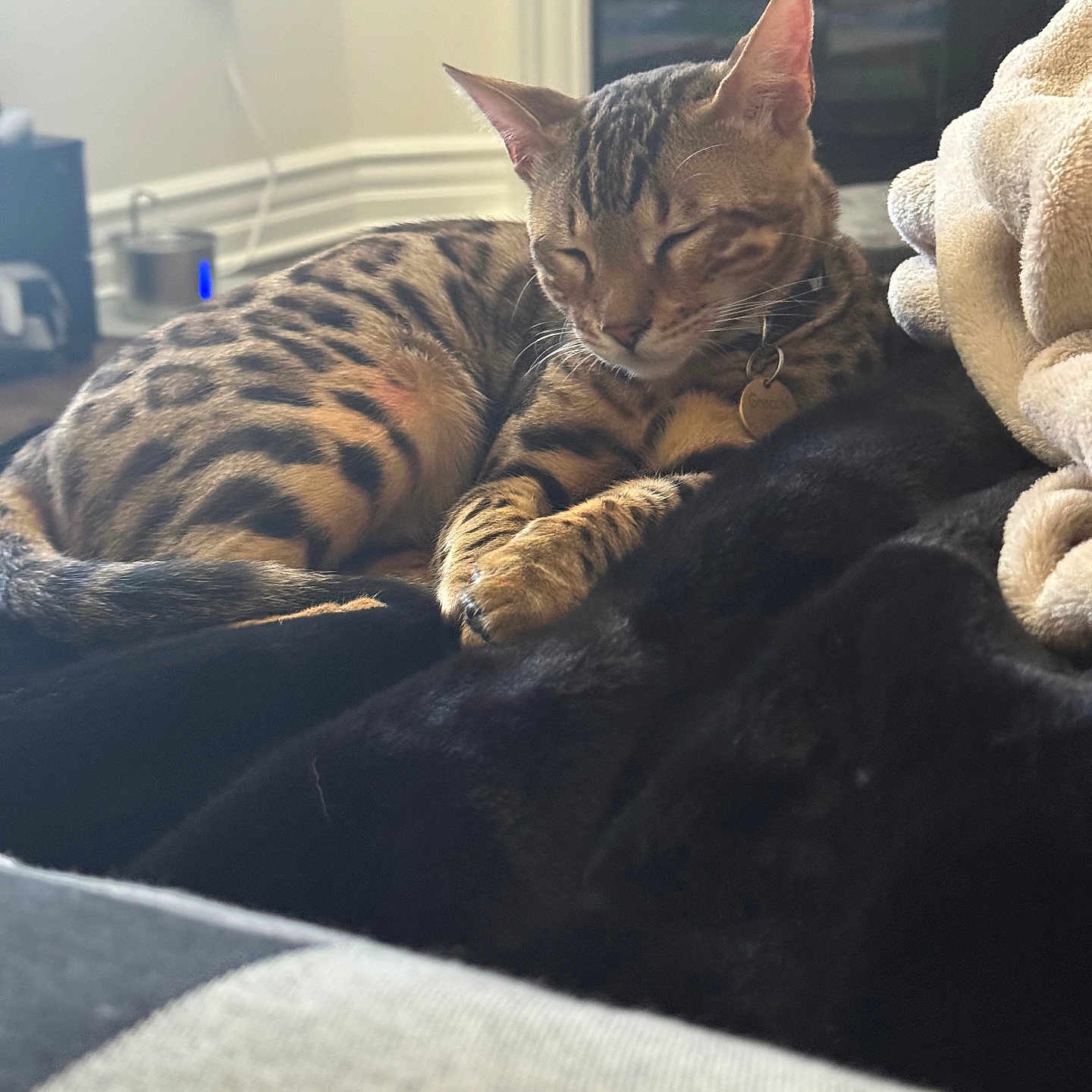 Gnocchi is registered to the contest to win money with this photo: bengal_cat, cat, dog, sleeping, resting, indoor, cozy, blanket, pet, animal, fur, collar, tag, friendship, comfort, relaxation, home_interior, soft_lighting, peaceful, companions