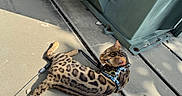 Gnocchi is registered to the contest to win money with this photo: animal, bengal_cat, cat, closeup, concrete, curious, domestic_cat, floor, harness, leash, metal_structure, nature, outdoor, pet, resting, shadow, side_view, spotted_fur, sunlight, texture