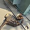Gnocchi is registered to the contest to win money with this photo: bengal_cat, cat, animal, pet, leash, harness, spotted_fur, concrete, outdoor, sunlight, metal_structure, curious, resting, floor, domestic_cat, side_view, shadow, texture, nature, closeup