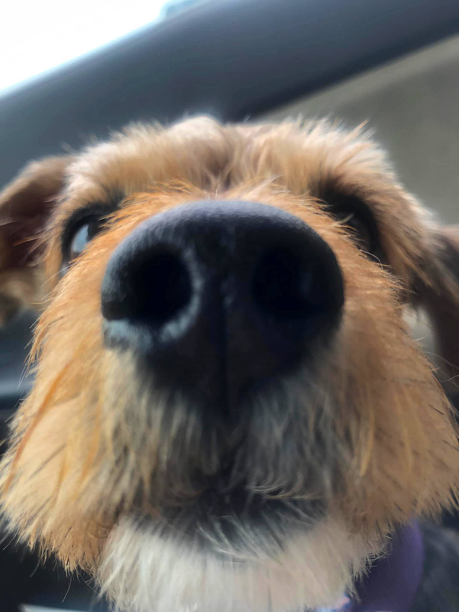 Lola joined the competition — help win amazing prizes! airedale_terrier, canidae, carnivore, close_up, companion_dog, dog, dog_breed, dog_collar, fawn, fur, mammal, paw, small_terrier, snout, sporting_group, terrier, toy_dog, vertebrate, whiskers, working_animal
