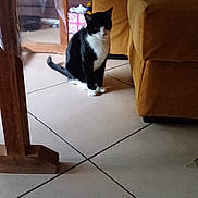 Charlie a rejoint le concours — aidez-le/la à gagner de superbes lots ! animal, black_and_white, cat, couch, cozy, decor, domestic, floor, furniture, home, indoor, living_room, pet, pillow, quiet, resting, sitting, tile, tuxedo_cat, wood
