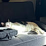 cat, sunlight, couch, indoor, relaxed, pet, feline, sleeping, gray_couch, window, curtains, carpet, cozy, domestic, fur, nap, home, resting, animal, comfortable