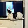 cat, television, dresser, indoor, furniture, watching, animal, pet, black_and_white_cat, orange_cat, screen, video, room, wall, knobs, relaxing, domestic, curious, resting, household