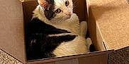 Matthew is registered to the contest to win money with this photo: cat, cardboard_box, carpet, indoor, pet, feline, curious, white_and_black_cat, household, cozy, resting, animal, cute, looking_up, fur, whiskers, ears, paws, box_flaps, floor