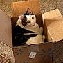 cat, cardboard_box, carpet, indoor, pet, feline, curious, white_and_black_cat, household, cozy, resting, animal, cute, looking_up, fur, whiskers, ears, paws, box_flaps, floor