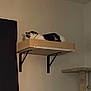 cat, sleeping, shelf, indoor, wall, bedroom, cat_tree, furniture, resting, pet, black_and_white_cat, quiet, cozy, home, relaxing, domestic, animal, corner, minimalist, calm