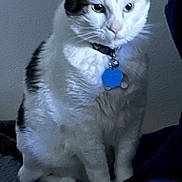 Matthew joined the competition — help win amazing prizes! blanket, cat, chair, close_up, collar, curious, domestic_cat, ears, eyes, feline, furniture, indoor, paws, pet, portrait, sitting, tag, whiskers, white_and_tabby, yellow_tray