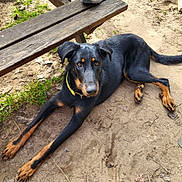 Vador participe au concours pour gagner de l'argent avec cette photo : dog, black_dog, tan_markings, lying_down, bench, dirt, grass, outdoor, pet, canine, collar, animal, nature, resting, ears, eyes, paws, long_legs, fur, watchful
