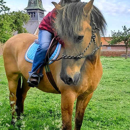 Ulysse