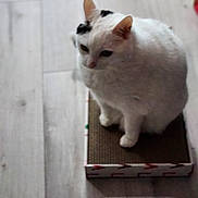Snowball is registered to the contest to win money with this photo: cat, white_cat, indoor, hardwood_floor, sitting, pet, feline, ears, paws, cardboard_box, scratcher, fluffy, whiskers, portrait, looking_down, relaxed, shadow, flooring, isolated_subject, home