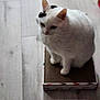 cat, white_cat, indoor, hardwood_floor, sitting, pet, feline, ears, paws, cardboard_box, scratcher, fluffy, whiskers, portrait, looking_down, relaxed, shadow, flooring, isolated_subject, home