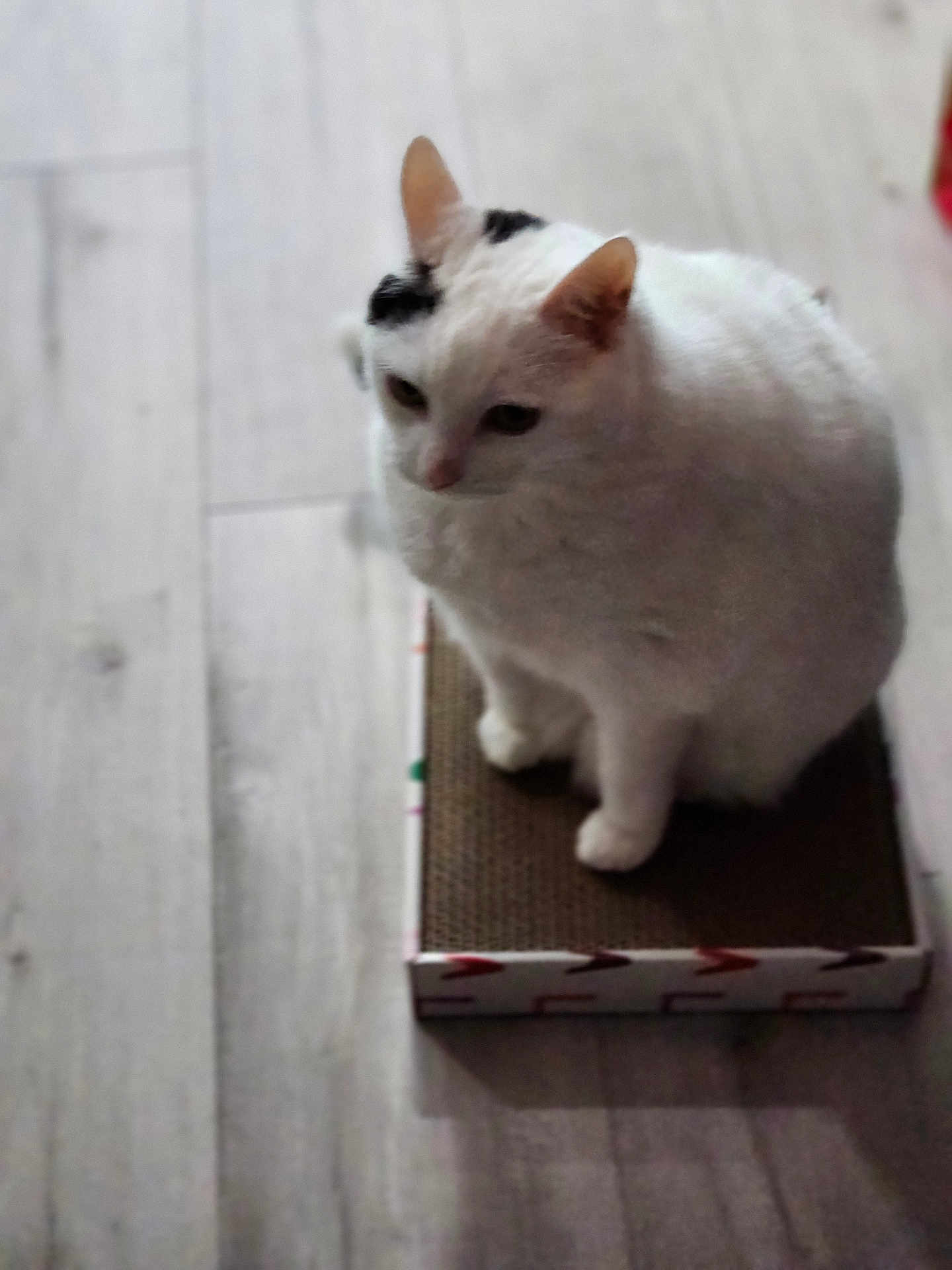 Snowball is registered to the contest to win money with this photo: cat, white_cat, indoor, hardwood_floor, sitting, pet, feline, ears, paws, cardboard_box, scratcher, fluffy, whiskers, portrait, looking_down, relaxed, shadow, flooring, isolated_subject, home