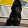 Hachi