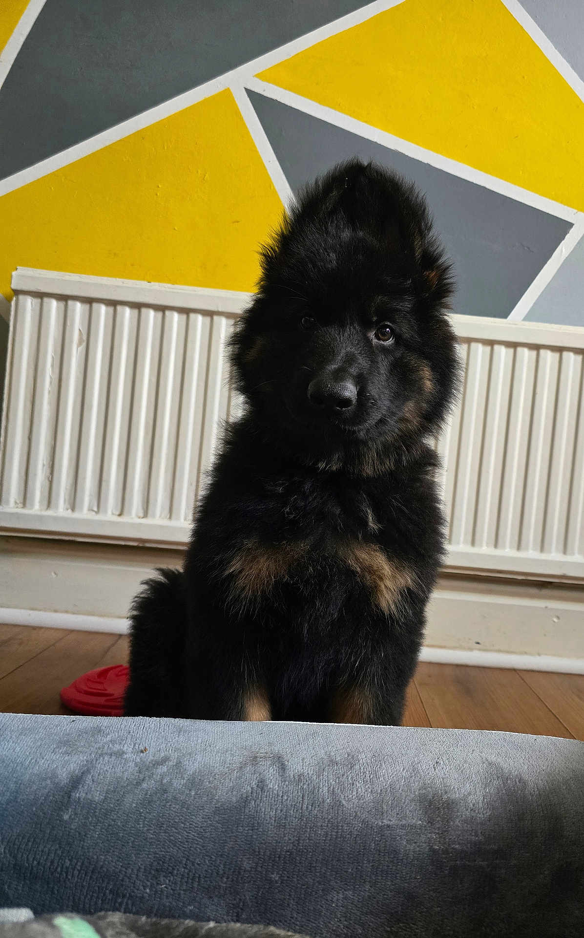 Hachi joined the competition — help win amazing prizes! puppy, dog, indoor, black_fur, tan_fur, fluffy, sitting, curious, floor, radiator, wall_art, yellow, gray, wooden_floor, pet, young_dog, portrait, cute, animal, companion