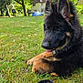 Hachi is registered to the contest to win money with this photo: dog, puppy, german_shepherd, grass, outdoor, pet, animal, canine, young, ears, tongue, collar, leash, sunlight, greenery, nature, house, tree, playful, relaxed
