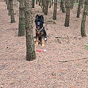 Hachi is registered to the contest to win money with this photo: dog, puppy, german_shepherd, forest, trees, pine_needles, toy, outdoor, nature, animal, pet, happy, sitting, fur, ears, tongue, brown, black, canine, playful