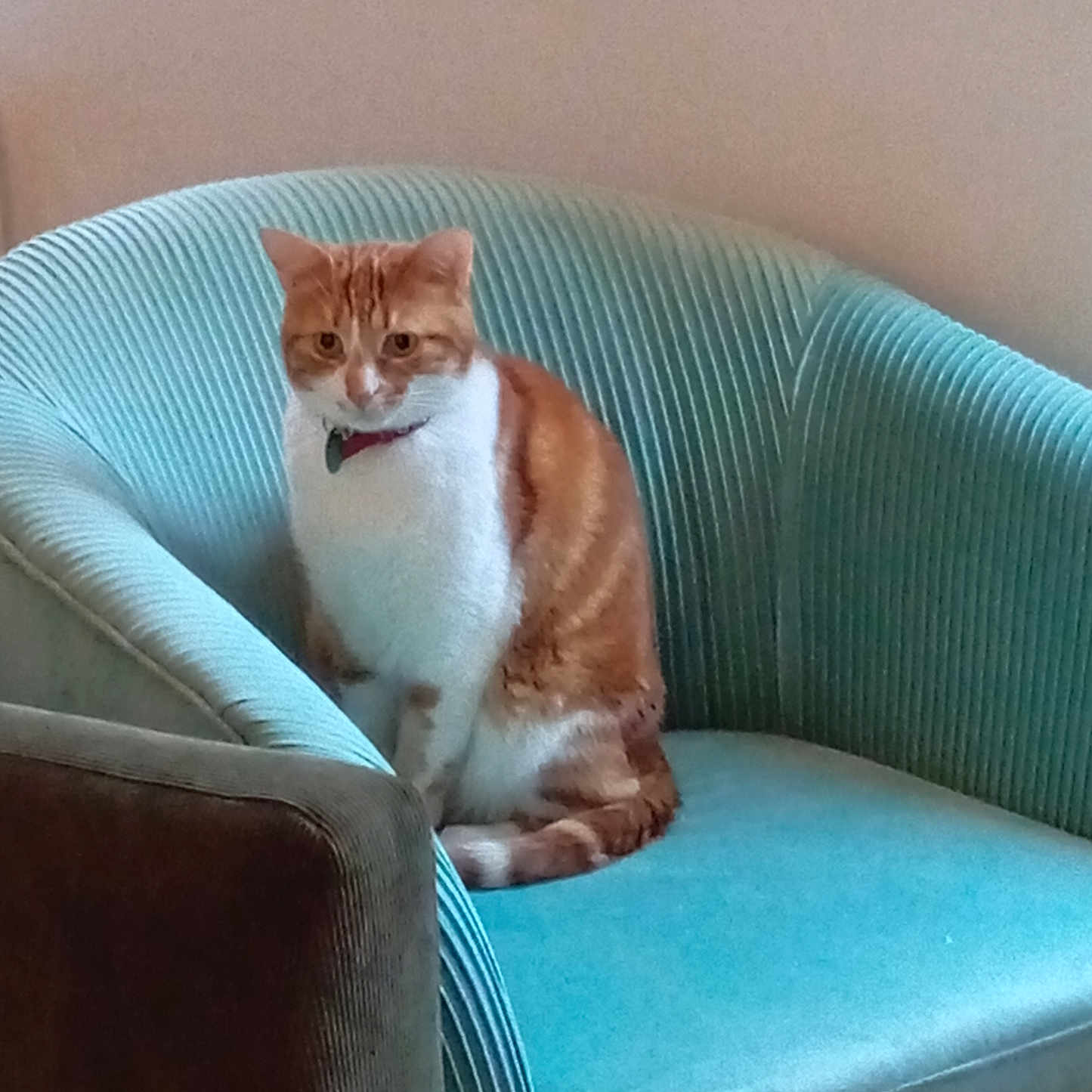 Tigrou