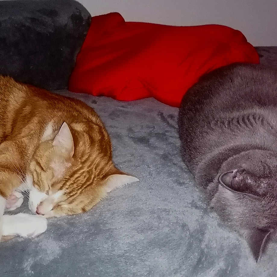 Tigrou Et Minette