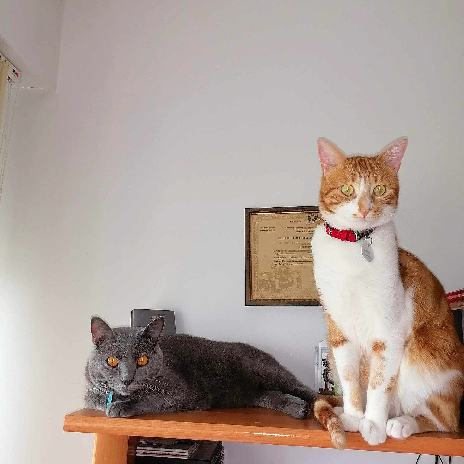Tigrou Et Minette