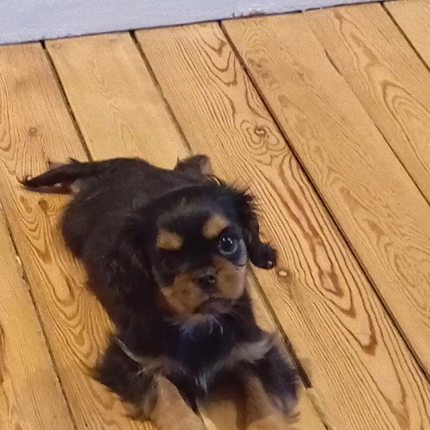 Aston participe au concours pour gagner de l'argent avec cette photo : animal, beagle, canine, chihuahua, cockerspaniel, dog, hardwood, hound, indoors, interiordesign, lumber, papillon, pet, plywood, puppy, stainedwood, terrier, wood